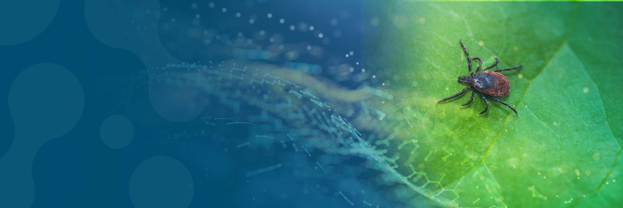 Lyme Disease Vaccine Clinical Research Studies IMA Research